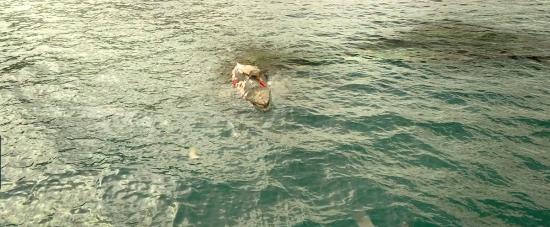 theshallows-blakelively-01540.jpg
