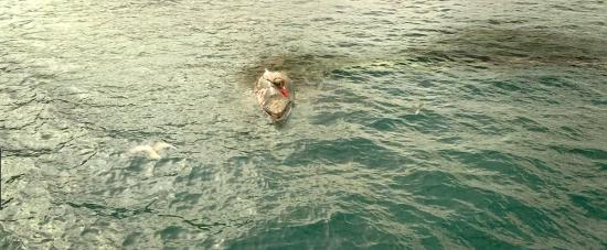 theshallows-blakelively-01541.jpg