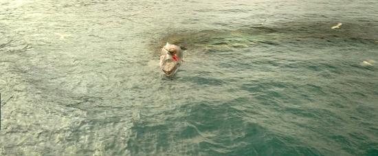 theshallows-blakelively-01542.jpg