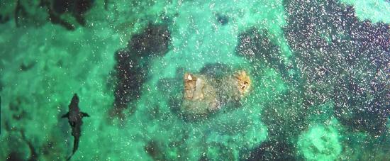 theshallows-blakelively-03306.jpg