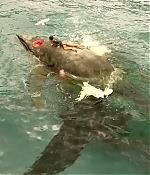 theshallows-blakelively-01549.jpg
