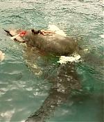 theshallows-blakelively-01551.jpg