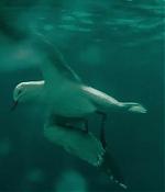 theshallows-blakelively-01609.jpg