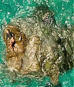 theshallows-blakelively-01723.jpg